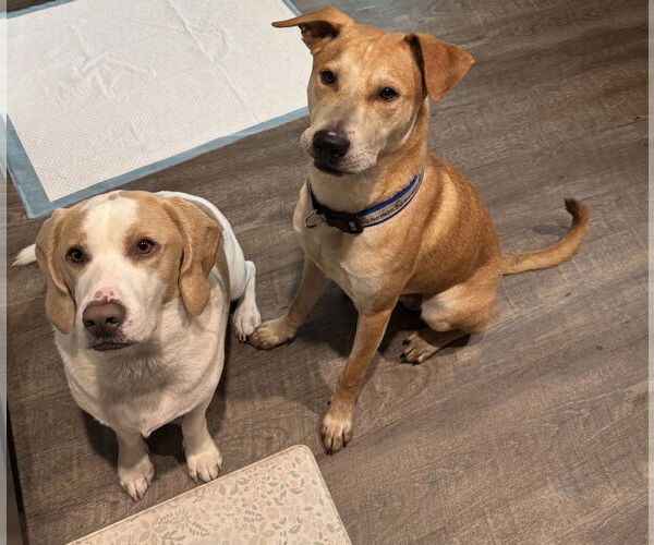 Medium Photo #12 Retriever -Unknown Mix Puppy For Sale in Virginia Beach, VA, USA