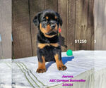 Puppy Aurora Rottweiler