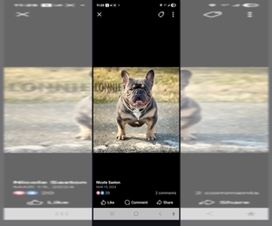 Father of the French Bulldog puppies born on 10/22/2025