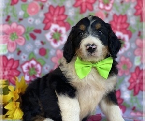 Bernedoodle Puppy for sale in LANCASTER, PA, USA