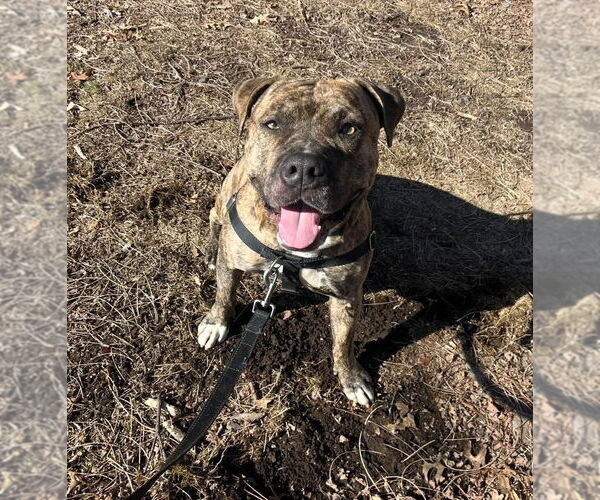 Medium Photo #6 American Staffordshire Terrier Puppy For Sale in Lawrenceville, NJ, USA