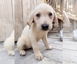 Labrador Retriever Puppy for sale in SUMMERVILLE, SC, USA