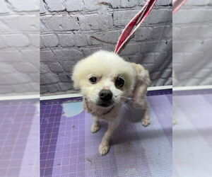 Pomeranian Dogs for adoption in Raleigh, NC, USA