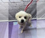 Small Pomeranian