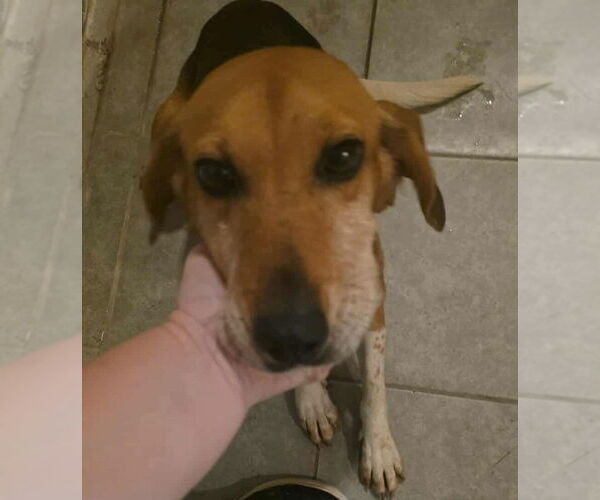 Medium Photo #2 Beagle Puppy For Sale in garner, NC, USA