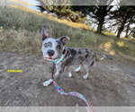 Small #5 Staffordshire Bull Terrier Mix