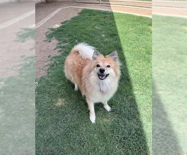Medium Photo #1 Pomeranian-Unknown Mix Puppy For Sale in Plano, TX, USA