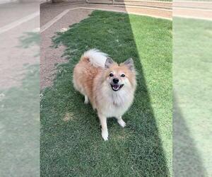 Pomeranian-Unknown Mix Dogs for adoption in Plano, TX, USA