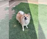 Small Pomeranian Mix