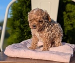 Small #4 Cavapoo (Miniature)