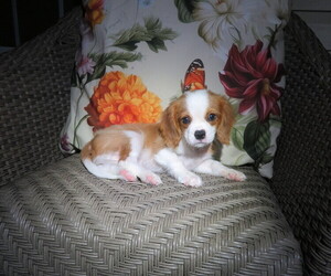 Cavalier King Charles Spaniel Puppy for Sale in COOKEVILLE, Tennessee USA