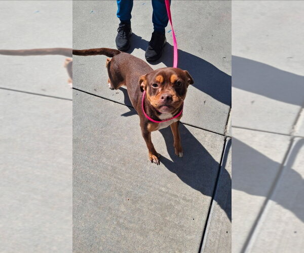 Medium Photo #2 American Staffordshire Terrier-Chihuahua Mix Puppy For Sale in Lake Forest, CA, USA