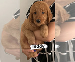 Small Photo #5 Goldendoodle Puppy For Sale in GLENDALE, CA, USA