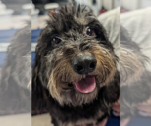 Dachshund Dogs for adoption in Shelbyville, TN, USA