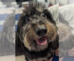 Otto in TN - Male Dachshund Dog for Adoption - Small photo