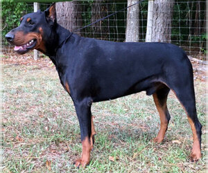 Father of the Doberman Pinscher puppies born on 05/30/2019