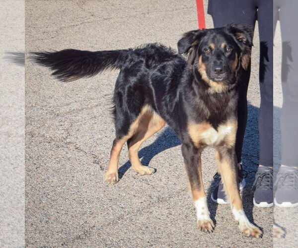 Medium Photo #2 Bernese Mountain Dog-Unknown Mix Puppy For Sale in Huntley, IL, USA
