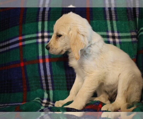Medium Photo #10 Golden Retriever Puppy For Sale in BLOOMINGTON, IN, USA