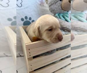 Labrador Retriever Puppy for sale in WEBSTER, FL, USA