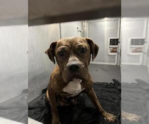 American Staffordshire Terrier Dogs for adoption in San Antonio, TX, USA