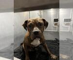 Small American Staffordshire Terrier