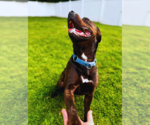 Small #10 Rottweiler-American Pit Bull Terrier