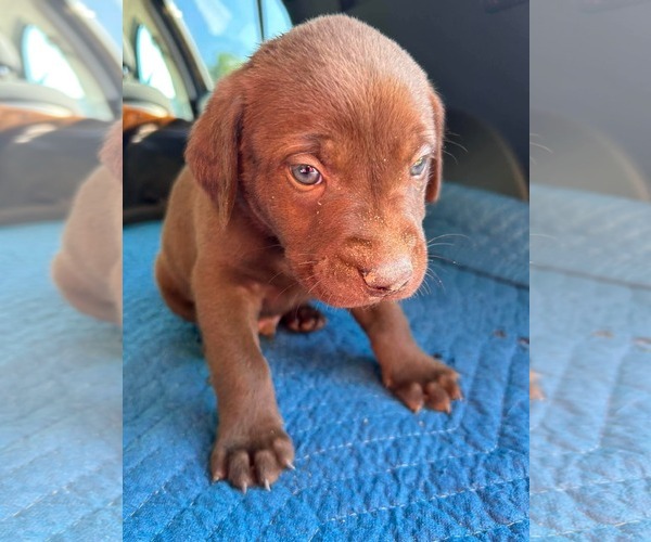 Medium Photo #5 Labrador Retriever-Unknown Mix Puppy For Sale in Fort Worth, TX, USA