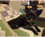 Small Chihuahua Mix
