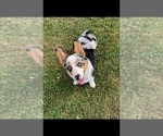 Small Photo #1 Pembroke Welsh Corgi Puppy For Sale in MIDDLEBURY, IN, USA