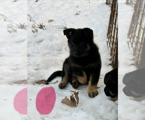 Medium Photo #11 German Shepherd Dog Puppy For Sale in BEARDSTOWN, IL, USA