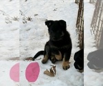 Small #10 German Shepherd Dog