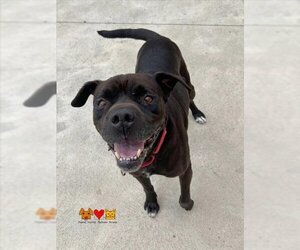 Labrador Retriever Dogs for adoption in Center Township, PA, USA