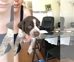 Small Photo #5 German Shorthaired Pointer Puppy For Sale in CORONA, CA, USA