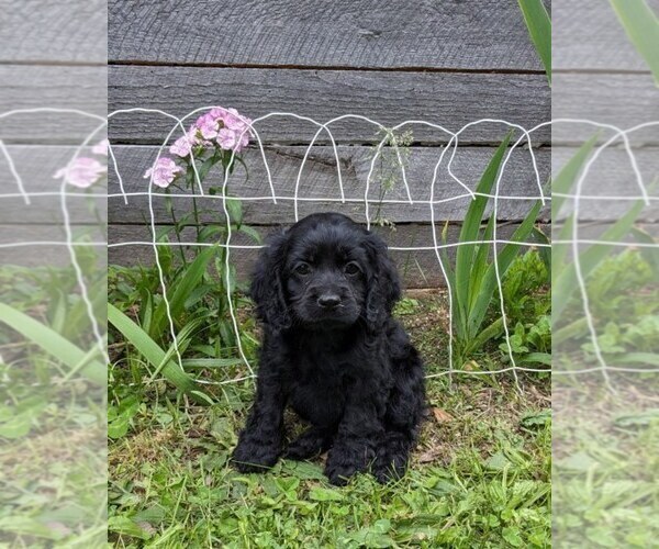 Medium Photo #8 Cock-A-Poo Puppy For Sale in SALEM, MO, USA