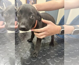 Mutt Dogs for adoption in Imlay City, MI, USA