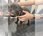 Small Mutt