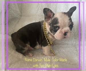 French Bulldog Puppy for sale in FORT PLAIN, NY, USA
