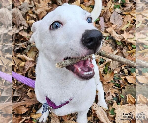 Medium Photo #3 Labrador Retriever-Unknown Mix Puppy For Sale in Washington, DC, USA