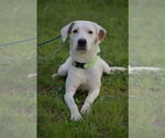 Small #1 Mutt