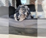 Small Photo #10 Poodle (Standard) Puppy For Sale in MOORESVILLE, NC, USA