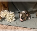 Small #4 Pembroke Welsh Corgi