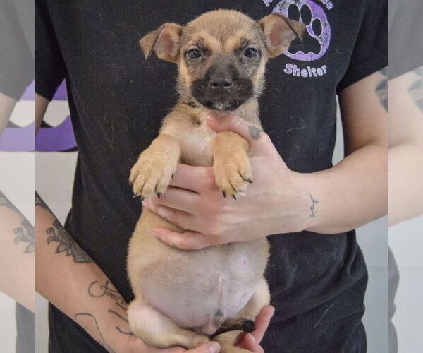 Medium Photo #4 American Staffordshire Terrier-Boxer Mix Puppy For Sale in Huntley, IL, USA