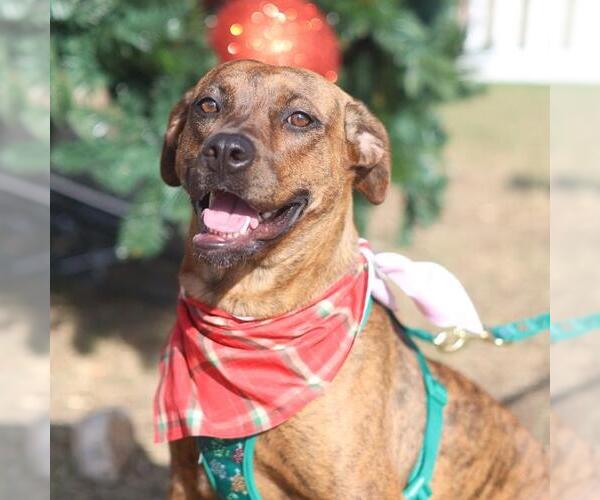 Medium Photo #1 American Staffordshire Terrier-Unknown Mix Puppy For Sale in San Antonio, TX, USA