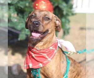 American Staffordshire Terrier-Unknown Mix Dogs for adoption in San Antonio, TX, USA