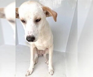 Unknown-Whippet Mix Dogs for adoption in Houston, TX, USA