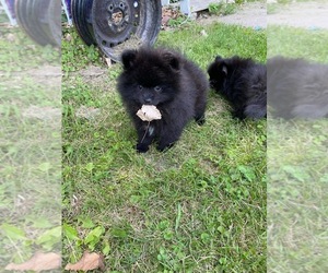 Pomeranian Puppy for sale in HAMILTON, IA, USA