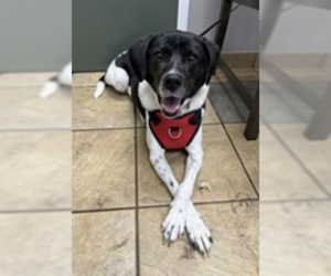 Winnie Urgently needs foster or adopter - Female Pointer-Unknown Mix Dog for Adoption - Photo #3