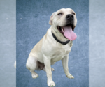Small Photo #7 Labrador Retriever-Unknown Mix Puppy For Sale in Houston, TX, USA
