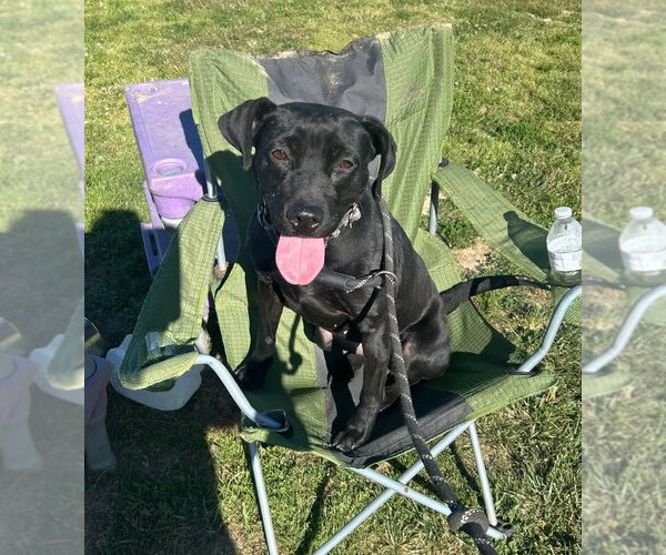 Medium Photo #8 Labrador Retriever-Unknown Mix Puppy For Sale in Evansville, IN, USA