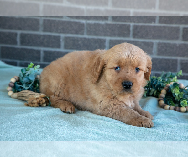 Medium Photo #14 Golden Retriever Puppy For Sale in MILLERSBURG, OH, USA